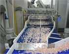 Shrimp Processing Plant